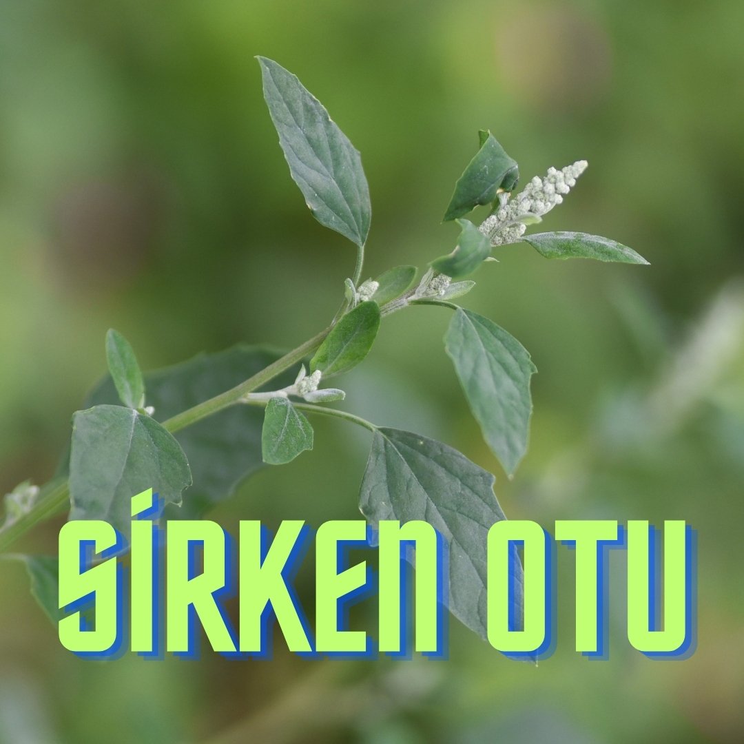 sirken otu ile nasıl mücadele edilir