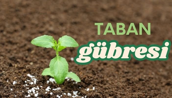 taban gübresi